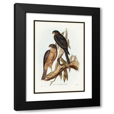 Collared Sparrow Hawk-Accipter torquatus Black Modern Wood Framed Art Print with Double Matting by Gould, John