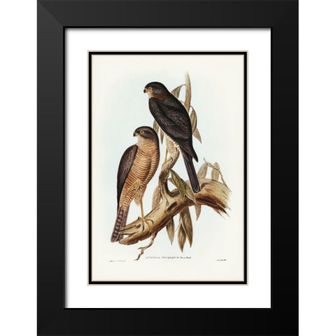 Collared Sparrow Hawk-Accipter torquatus Black Modern Wood Framed Art Print with Double Matting by Gould, John