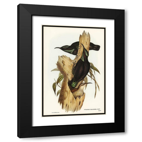 Rifle Bird-Ptiloris paradiseus Black Modern Wood Framed Art Print with Double Matting by Gould, John