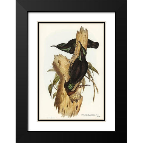 Rifle Bird-Ptiloris paradiseus Black Modern Wood Framed Art Print with Double Matting by Gould, John