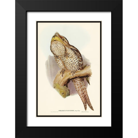 Papuan Podargus-Podargus Papuensis Black Modern Wood Framed Art Print with Double Matting by Gould, John