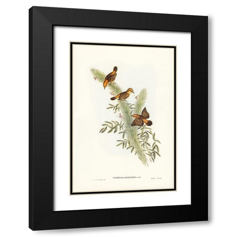 Rufous-headed Warbler-Cysticola ruficeps Black Modern Wood Framed Art Print with Double Matting by Gould, John
