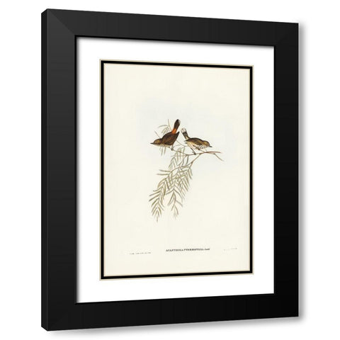 Red-rumped Acanthiza-Acanthiza pyrrhopygia Black Modern Wood Framed Art Print with Double Matting by Gould, John