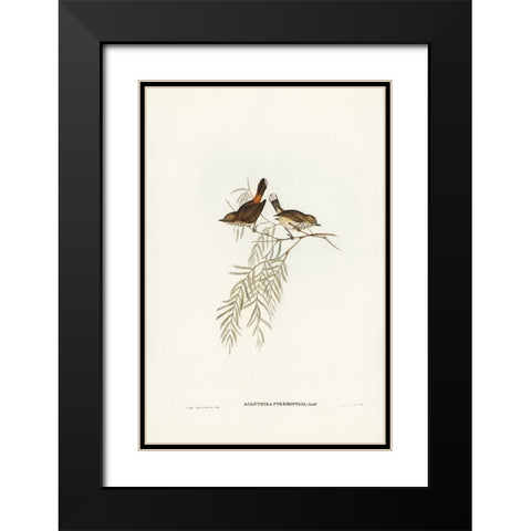 Red-rumped Acanthiza-Acanthiza pyrrhopygia Black Modern Wood Framed Art Print with Double Matting by Gould, John