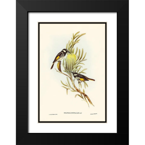 Moustached Honey-eater-Meliphaga mystacalis Black Modern Wood Framed Art Print with Double Matting by Gould, John