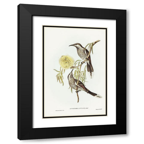 Lunulated Wattle Bird-Anthochaera lunulata Black Modern Wood Framed Art Print with Double Matting by Gould, John