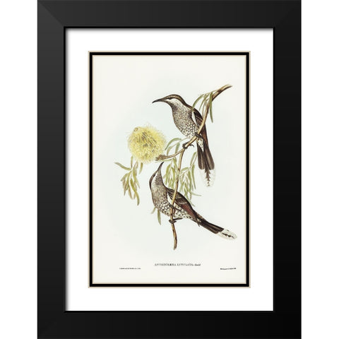 Lunulated Wattle Bird-Anthochaera lunulata Black Modern Wood Framed Art Print with Double Matting by Gould, John