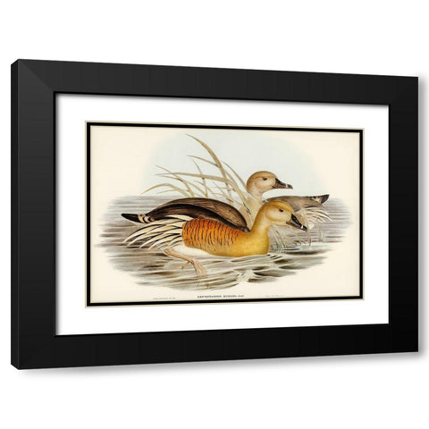 Eytons Duck-Leptotarsis Eytoni Black Modern Wood Framed Art Print with Double Matting by Gould, John