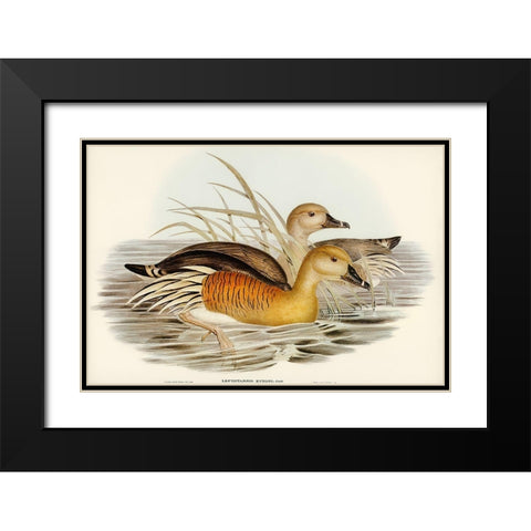 Eytons Duck-Leptotarsis Eytoni Black Modern Wood Framed Art Print with Double Matting by Gould, John