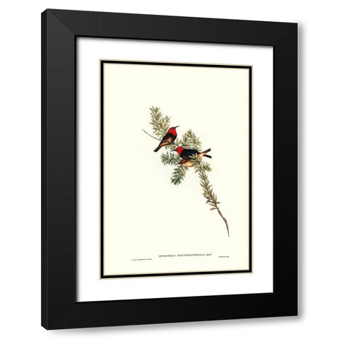 Red-headed Honey-eater-Myzomela erythrocephala Black Modern Wood Framed Art Print with Double Matting by Gould, John