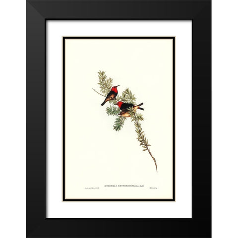 Red-headed Honey-eater-Myzomela erythrocephala Black Modern Wood Framed Art Print with Double Matting by Gould, John