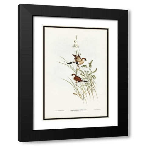 White-eared Grass Finch-Poephila leucotis Black Modern Wood Framed Art Print with Double Matting by Gould, John