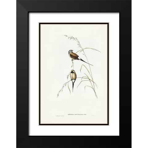 Long-tailed Grass Finch-Poephila acuticauda Black Modern Wood Framed Art Print with Double Matting by Gould, John