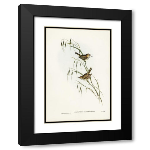 Field Reed Lark-Calamanthus campestris Black Modern Wood Framed Art Print with Double Matting by Gould, John