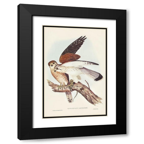 Nankeen Kestril-Tinnunculus Cencbroides Black Modern Wood Framed Art Print with Double Matting by Gould, John