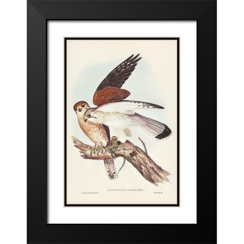 Nankeen Kestril-Tinnunculus Cencbroides Black Modern Wood Framed Art Print with Double Matting by Gould, John