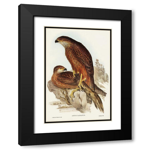 Radiated Goshawk-Astur radintus Black Modern Wood Framed Art Print with Double Matting by Gould, John
