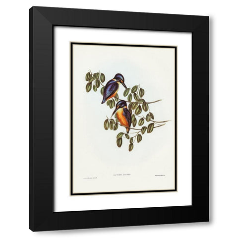 Azure Kingfisher-Alcyone azurea Black Modern Wood Framed Art Print with Double Matting by Gould, John