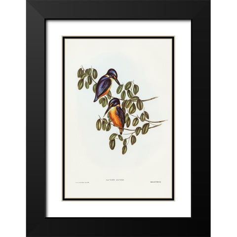 Azure Kingfisher-Alcyone azurea Black Modern Wood Framed Art Print with Double Matting by Gould, John