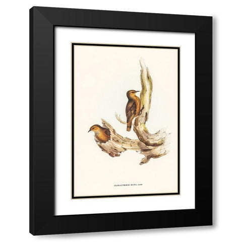 Rufous Tree-Creeper-Climacteris rufa Black Modern Wood Framed Art Print with Double Matting by Gould, John
