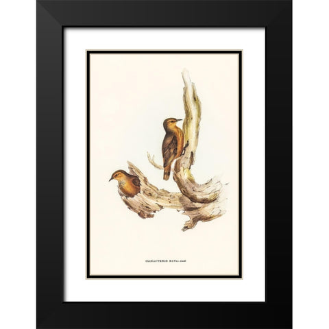 Rufous Tree-Creeper-Climacteris rufa Black Modern Wood Framed Art Print with Double Matting by Gould, John