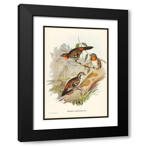 Spine-tailed Orthonyx-Orthonyx spinicaudus Black Modern Wood Framed Art Print with Double Matting by Gould, John