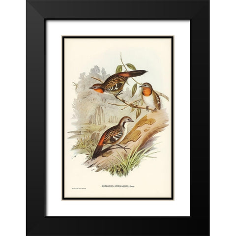 Spine-tailed Orthonyx-Orthonyx spinicaudus Black Modern Wood Framed Art Print with Double Matting by Gould, John