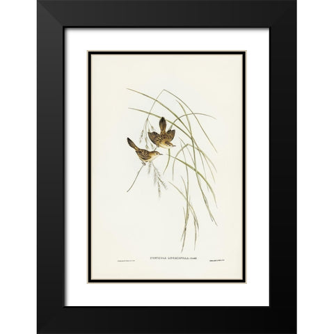 Lineated Warbler-Cysticola lineocapilla Black Modern Wood Framed Art Print with Double Matting by Gould, John