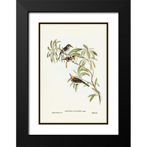 Fulvous-fronted Honey-eater-Glyciphila fulvifrons Black Modern Wood Framed Art Print with Double Matting by Gould, John