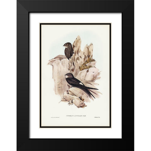 Australian Swift-Cypselus Australis Black Modern Wood Framed Art Print with Double Matting by Gould, John