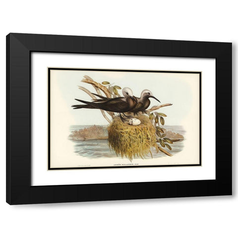 Lesser Noddy-Anous melanops Black Modern Wood Framed Art Print with Double Matting by Gould, John