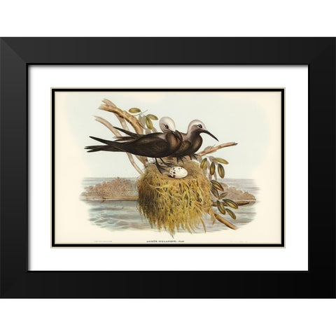 Lesser Noddy-Anous melanops Black Modern Wood Framed Art Print with Double Matting by Gould, John