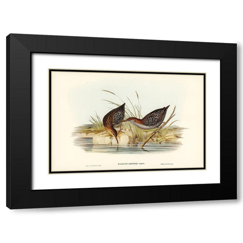 Lewins Water Rail-Rallus Lewinii Black Modern Wood Framed Art Print with Double Matting by Gould, John