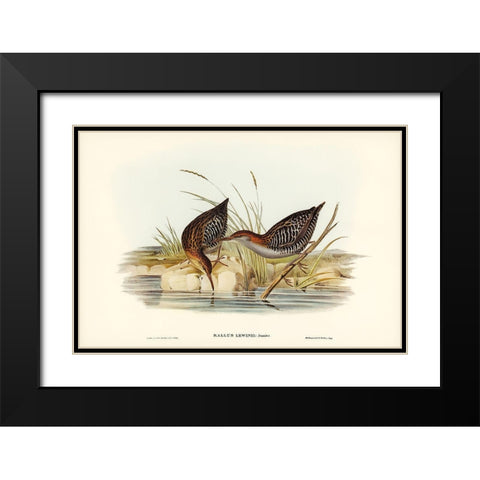 Lewins Water Rail-Rallus Lewinii Black Modern Wood Framed Art Print with Double Matting by Gould, John