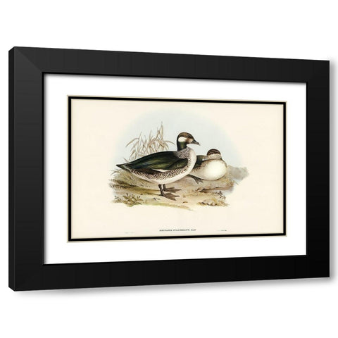 Beautiful Pygmy Goose-Nettapus pulchellus Black Modern Wood Framed Art Print with Double Matting by Gould, John