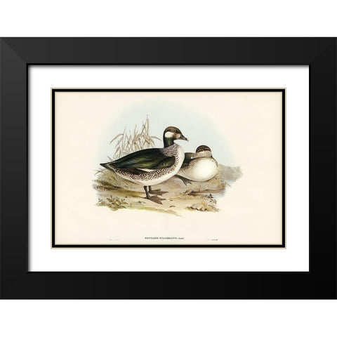 Beautiful Pygmy Goose-Nettapus pulchellus Black Modern Wood Framed Art Print with Double Matting by Gould, John