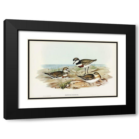 Double-banded Dottrel-Hiaticula bicincta Black Modern Wood Framed Art Print with Double Matting by Gould, John