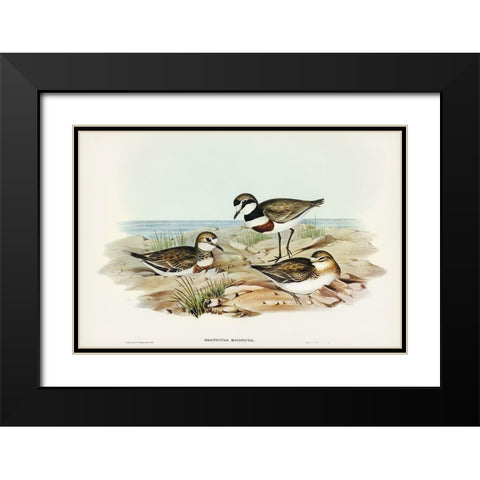 Double-banded Dottrel-Hiaticula bicincta Black Modern Wood Framed Art Print with Double Matting by Gould, John