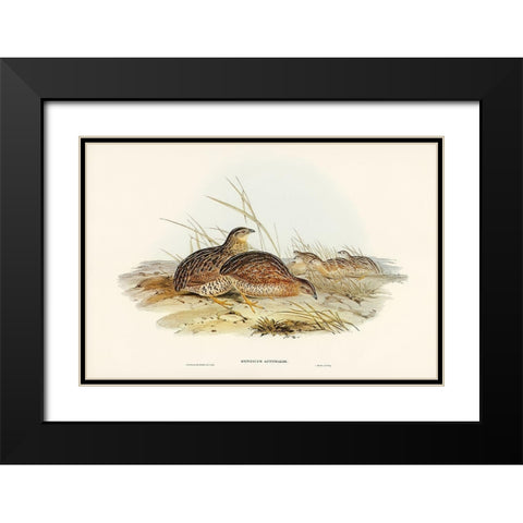 Australian Partridge-Synoicus Australis Black Modern Wood Framed Art Print with Double Matting by Gould, John
