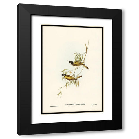 Swan River Honey-eater-Melithreptus chloropsis Black Modern Wood Framed Art Print with Double Matting by Gould, John