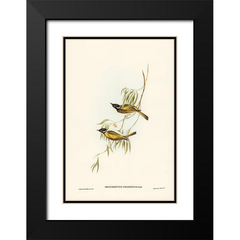 Swan River Honey-eater-Melithreptus chloropsis Black Modern Wood Framed Art Print with Double Matting by Gould, John