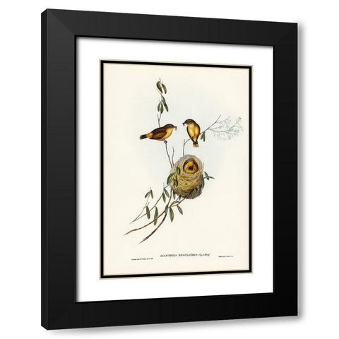 Regulus-like Acanthiza-Acanthiza Reguloides Black Modern Wood Framed Art Print with Double Matting by Gould, John