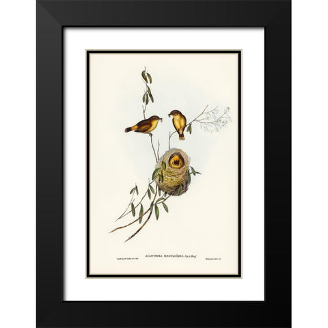 Regulus-like Acanthiza-Acanthiza Reguloides Black Modern Wood Framed Art Print with Double Matting by Gould, John