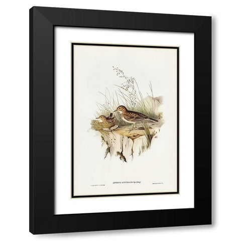 Australian Pipit-Anthus Australis Black Modern Wood Framed Art Print with Double Matting by Gould, John