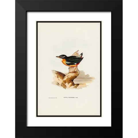 Vigors Pitta-Pitta Vigorsii Black Modern Wood Framed Art Print with Double Matting by Gould, John