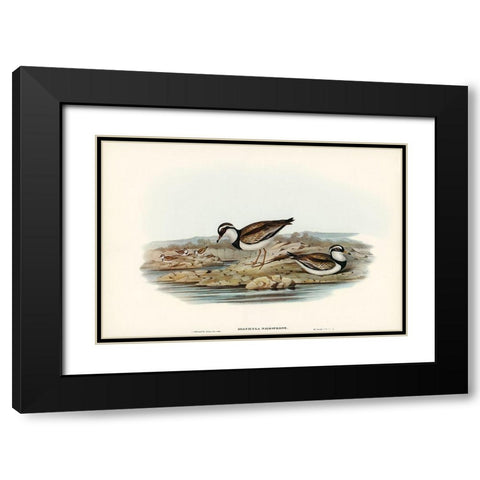 Black-fronted Dottrel-Hiaticula nigrifrons Black Modern Wood Framed Art Print with Double Matting by Gould, John