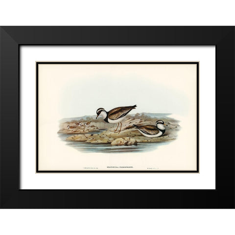Black-fronted Dottrel-Hiaticula nigrifrons Black Modern Wood Framed Art Print with Double Matting by Gould, John