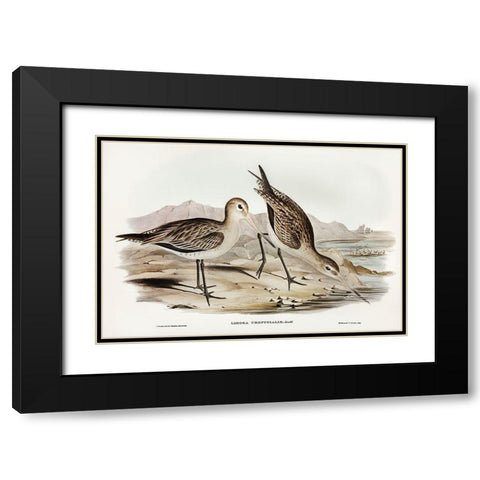 Barred-rumped Godwit-Limosa uropygialis Black Modern Wood Framed Art Print with Double Matting by Gould, John