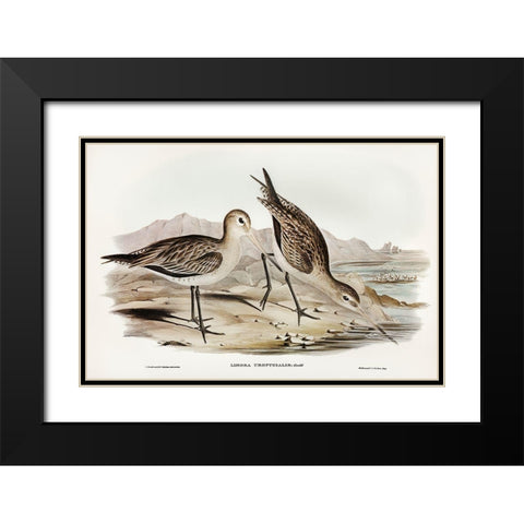 Barred-rumped Godwit-Limosa uropygialis Black Modern Wood Framed Art Print with Double Matting by Gould, John