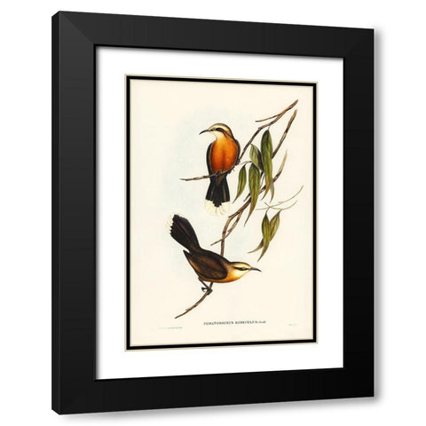 Red-breasted Pomatorhinus-Pomatorhinus rubeculus Black Modern Wood Framed Art Print with Double Matting by Gould, John